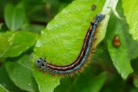 Malacosoma neustria