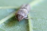 Blastobasis phycidella