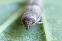 Blastobasis phycidella