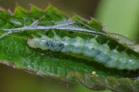 Patania ruralis