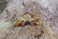 Plagodis dolabraria