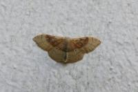 Idaea degeneraria
