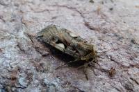 Xestia c-nigrum