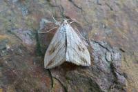 Evergestis forficalis