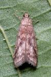 Ephestia elutella/woodiella