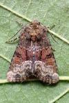 Oligia latruncula/strigilis/versicolor