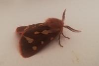 Arctia testudinaria