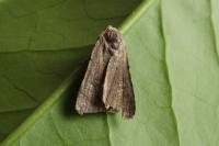 Caradrina flavirena