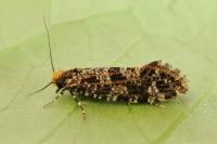 Triaxomera parasitella