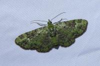 Pasiphila rectangulata