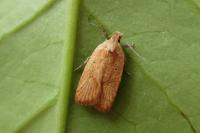 Agonopterix irrorata