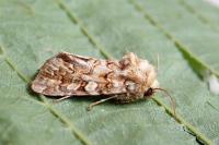 Hadena irregularis