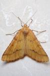 Aspitates ochrearia