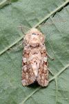 Hadena irregularis