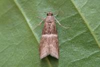 Elegia atrifasciella