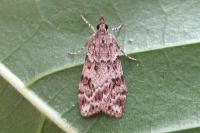 Scoparia ingratella/pyralella