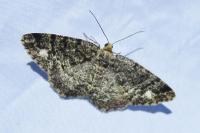 Parectropis similaria