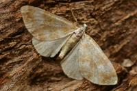 Perizoma flavofasciata