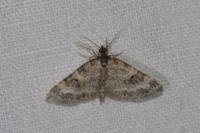 Pterapherapteryx sexalata