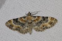 Eupithecia pulchellata