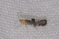 Argyresthia spinosella