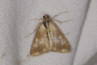 Evergestis politalis