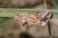 Autographa gamma