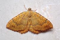 Camptogramma bilineata