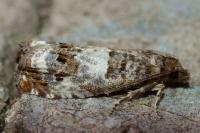 Notocelia trimaculana