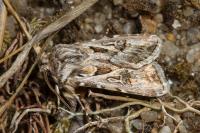 Agrotis vestigialis