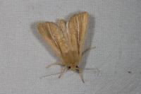 Mythimna litoralis