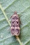 Bryotropha