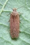 Bryotropha