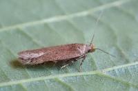 Bryotropha