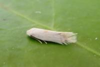 Opostega salaciella