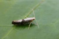Argyresthia spinosella