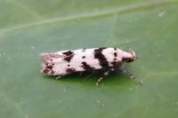 Pseudotelphusa scalella
