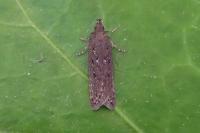 Neofaculta ericetella