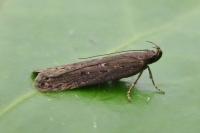 Neofaculta ericetella