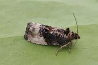 Hedya nubiferana