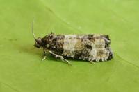Piniphila bifasciana