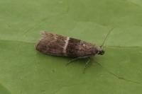 Elegia atrifasciella