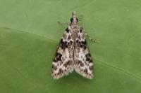 Eudonia delunella