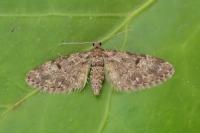 Eupithecia tantillaria