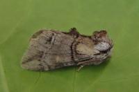 Drymonia velitaris