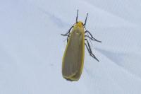 Katha depressa
