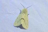 Spilarctia lutea