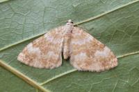 Perizoma flavofasciata