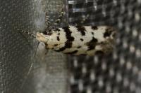 Pseudotelphusa scalella