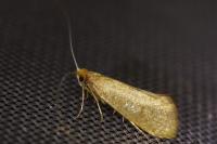 Nematopogon swammerdamella